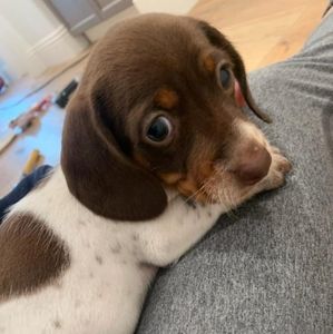 Meet your Posher, Daisy